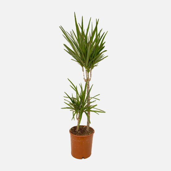 Dr. Marginata Çiçeği İkili