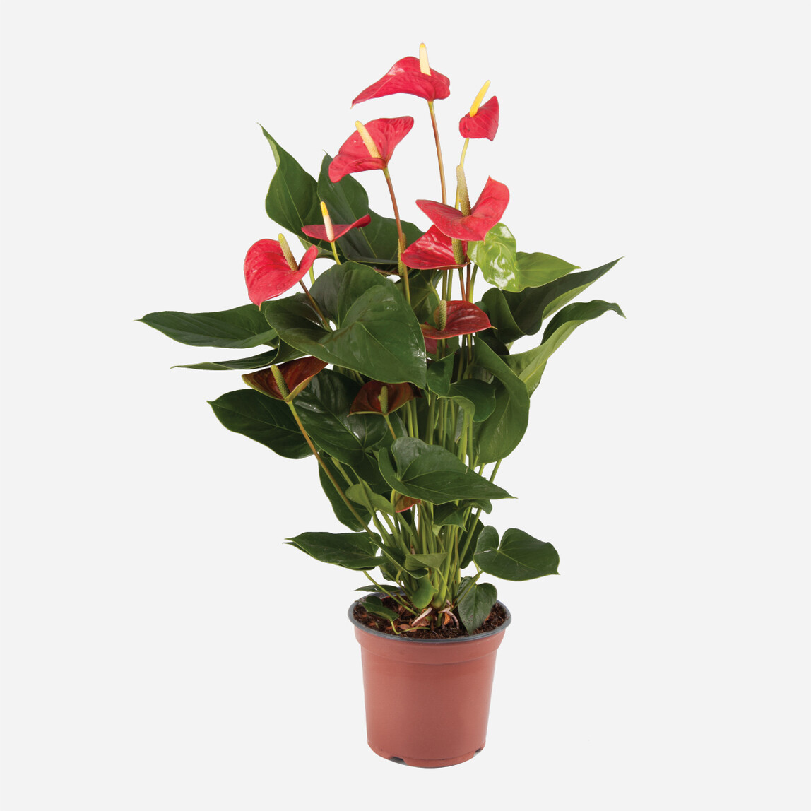   Flamingo Anthurium Andraeanum Çiçeği 