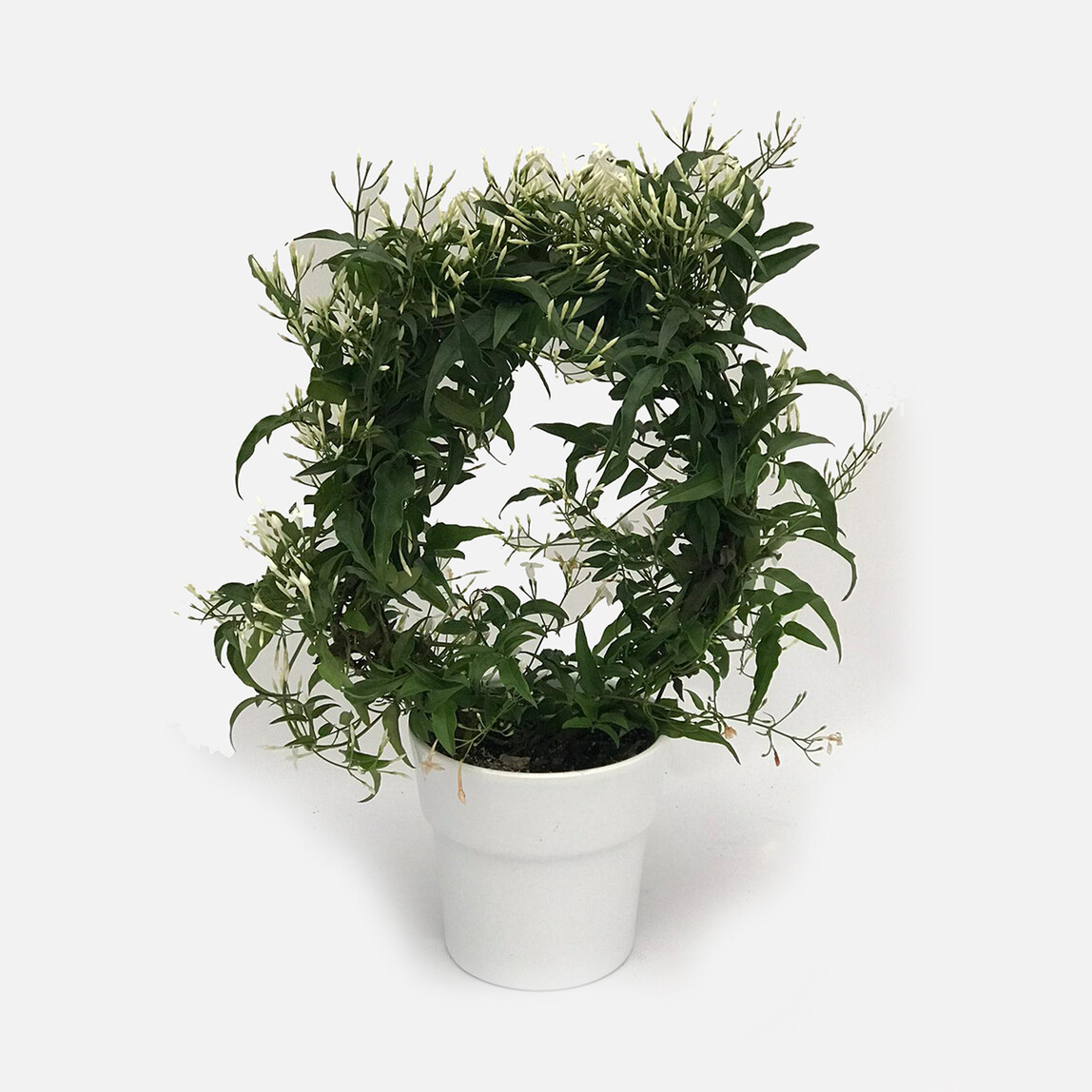    Jasminum Polyanthum Çin Yasemini 