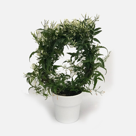 Jasminum Polyanthum Çin Yasemini