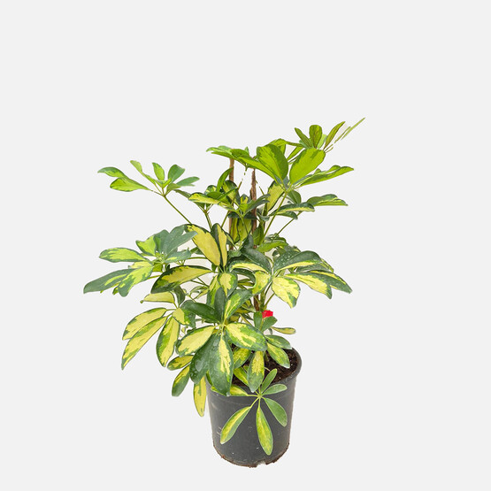 Şeflera Çiçeği İkili