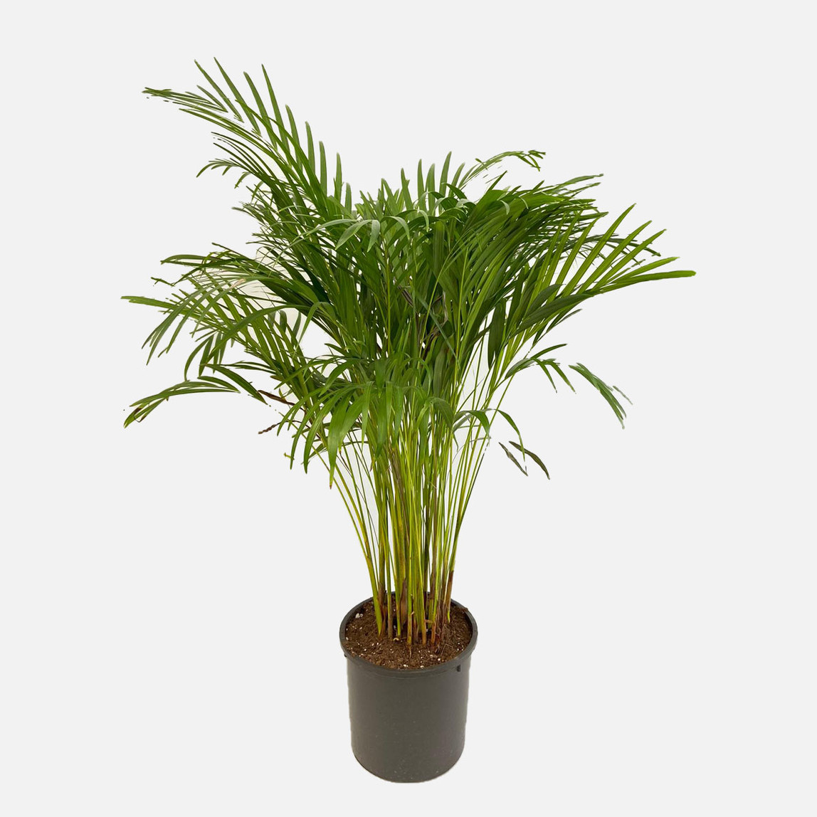    Areca Lut Palmiyesi 
