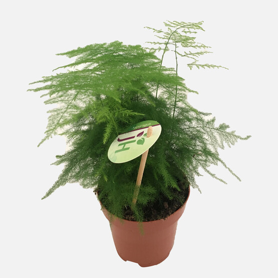 Asparagus Teraryum Bitki