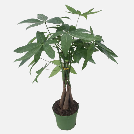 Pachira Mini Para Ağacı 