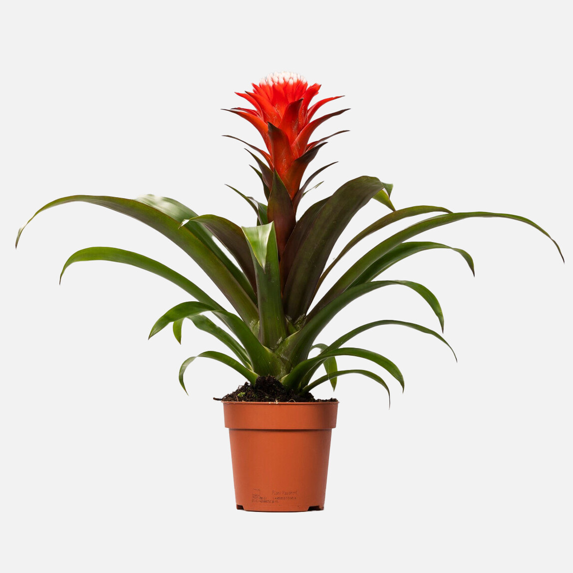    Guzmania Hope Bitkisi 