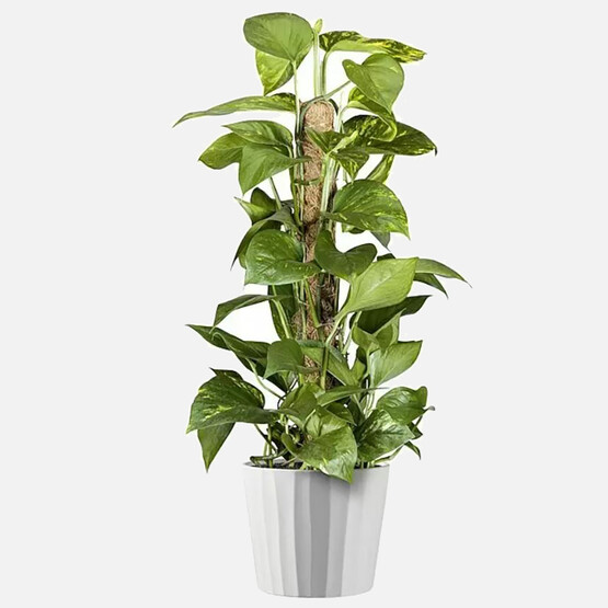 Umea Saksı Beyaz 21cm