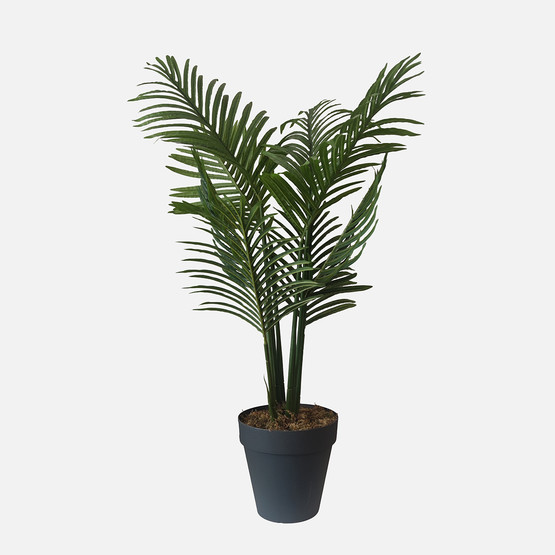 Yapay Küçük Areka