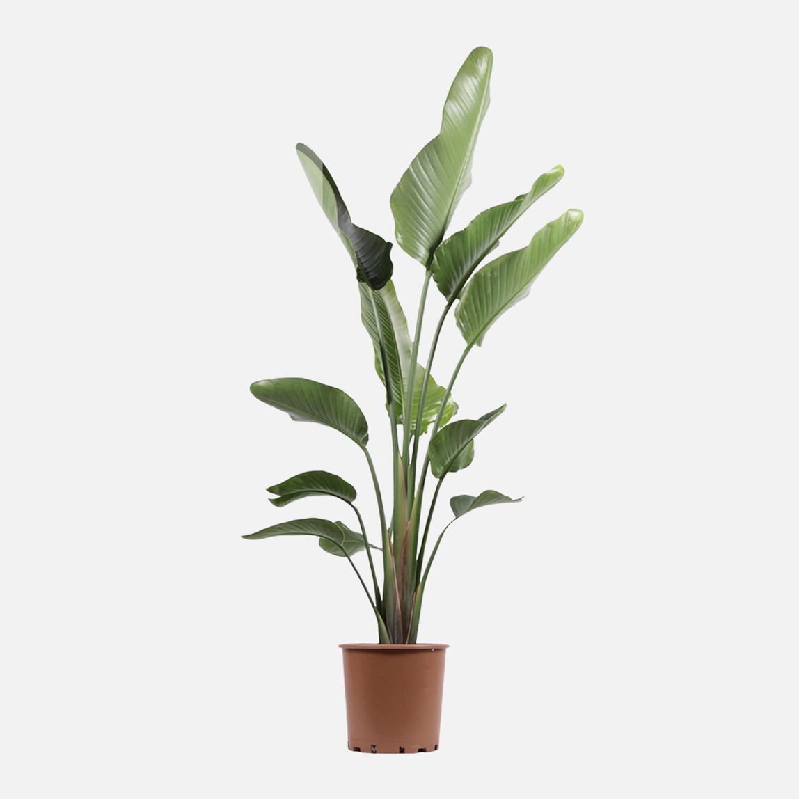    Strelitzia Nicolia 150cm 