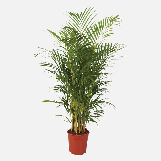 Areca Lut Palmiyesi 120 cm